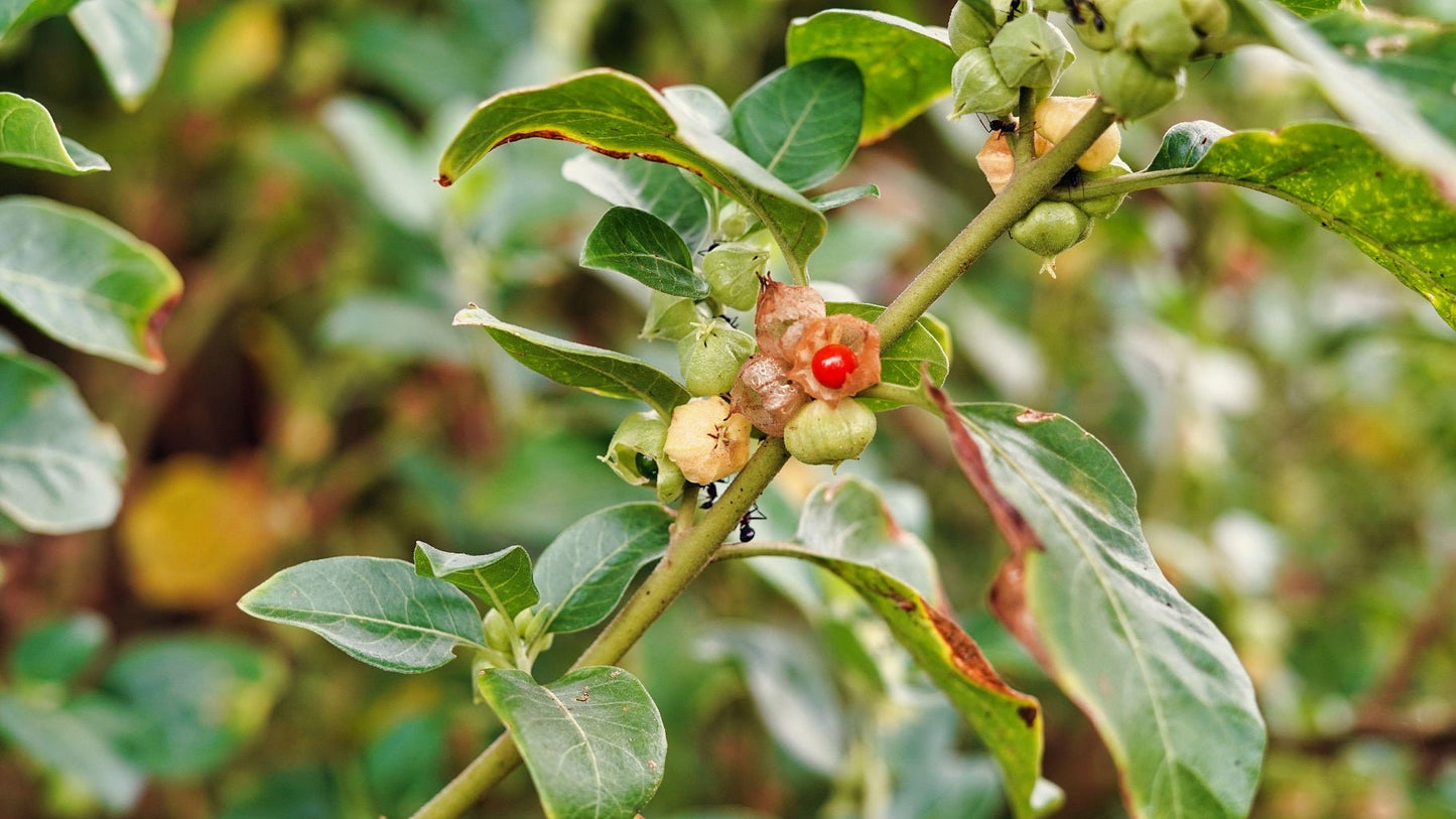 Ashwagandha - Healthy Herbs