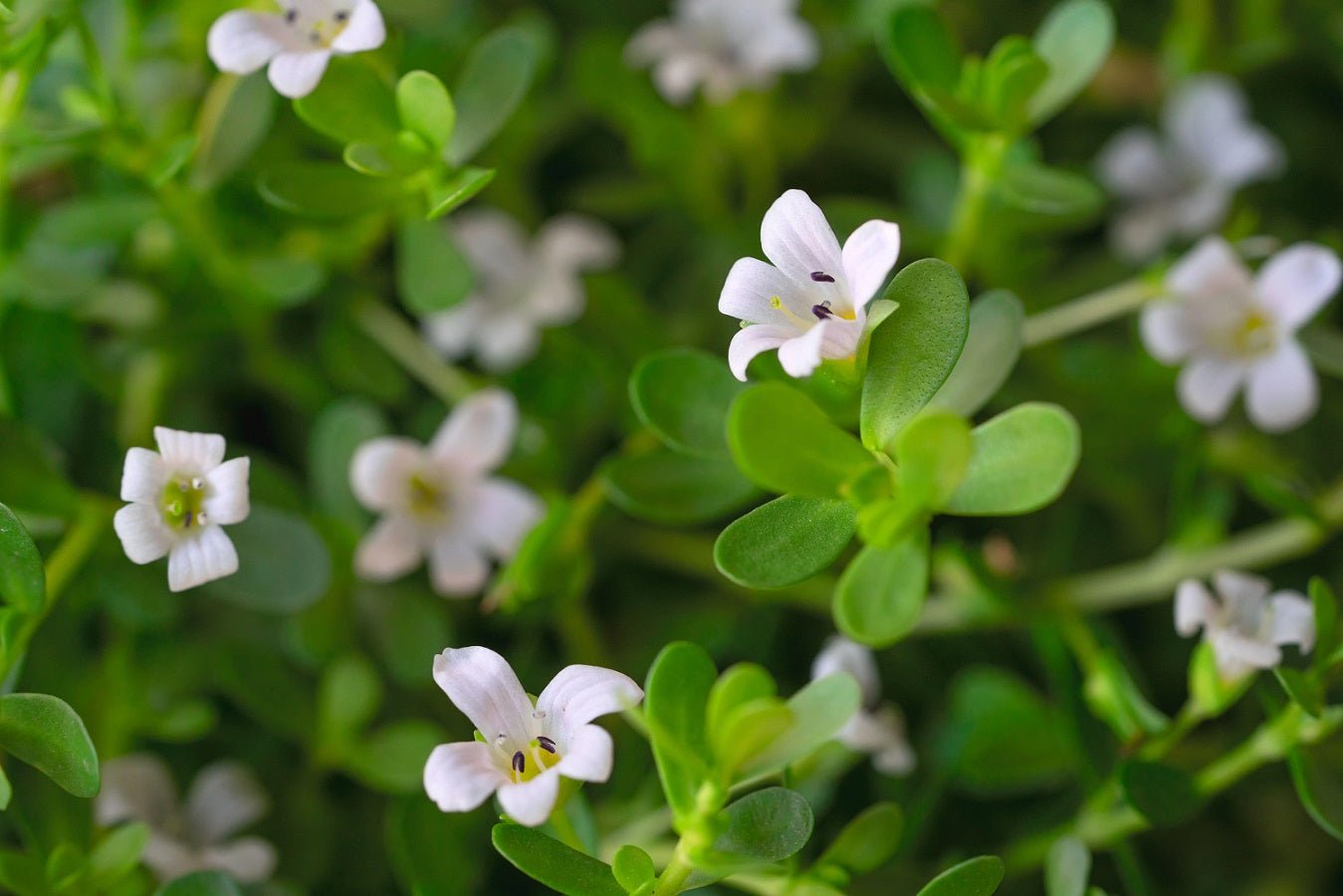 Brahmi - Healthy Herbs