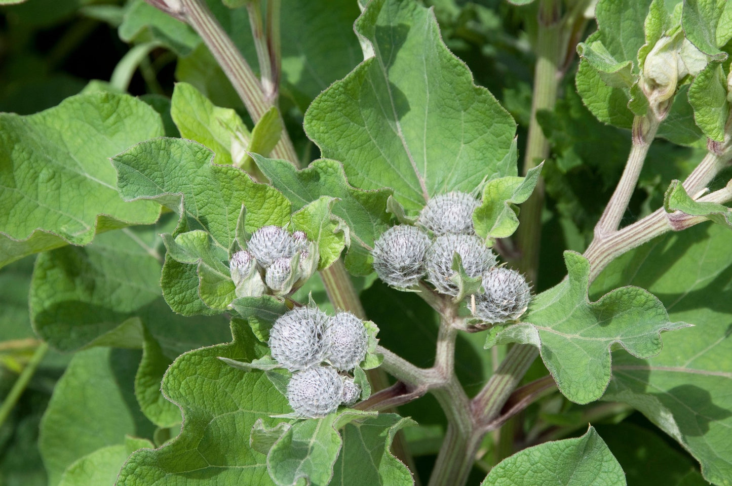 Burdock - Healthy Herbs