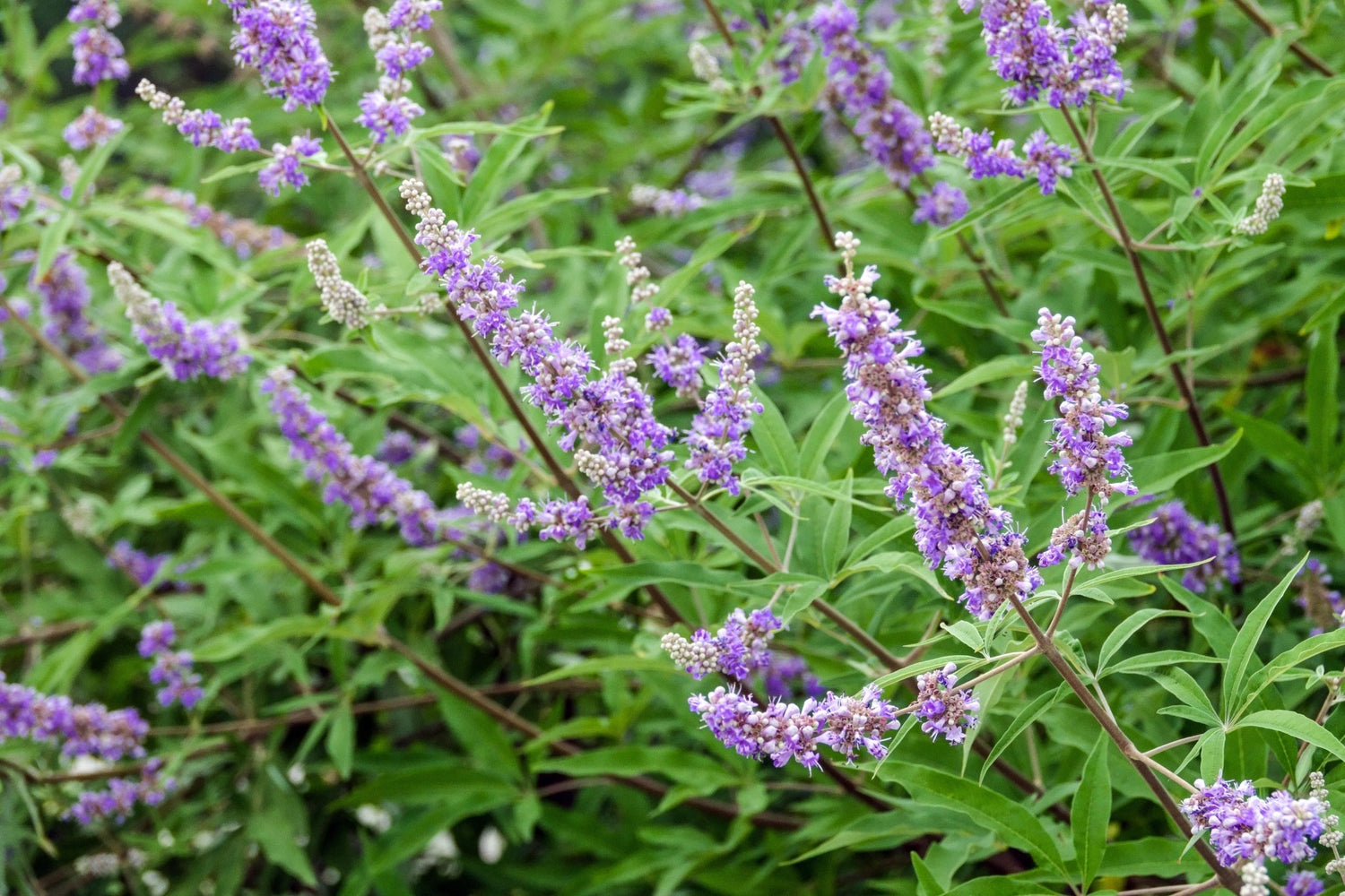 Chaste Tree - Healthy Herbs