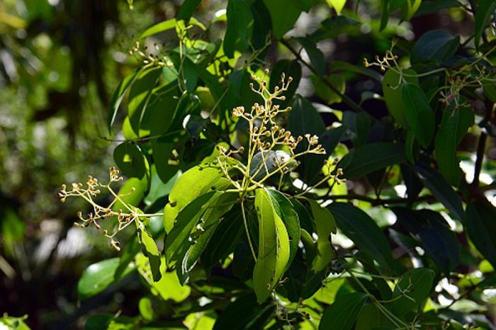 Herbs for Colds and Flu