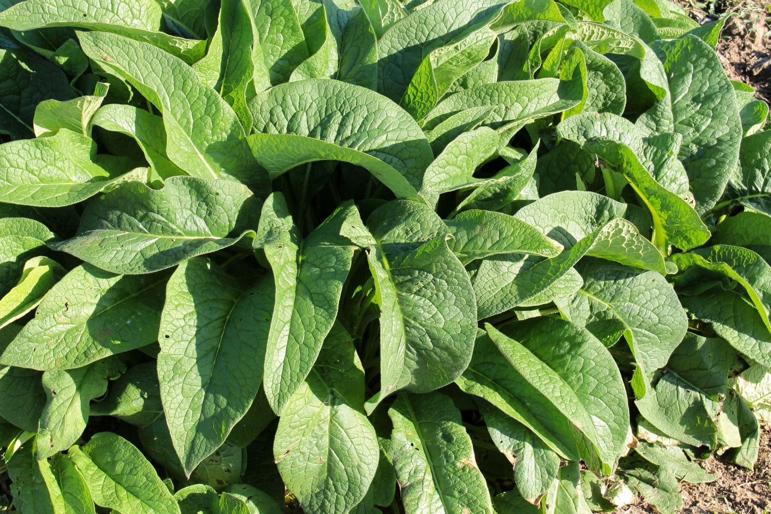 Comfrey Leaf - Healthy Herbs