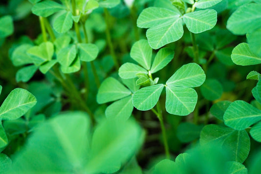 Fenugreek - Healthy Herbs