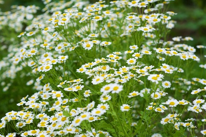 Feverfew - Healthy Herbs