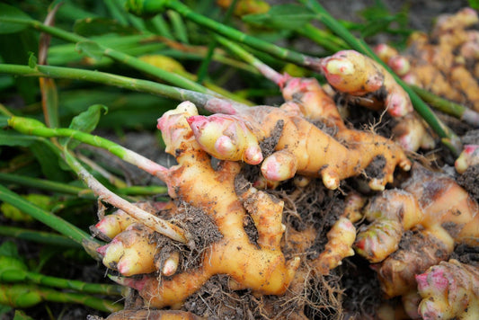 Ginger - Healthy Herbs