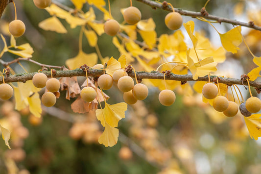 Ginkgo Leaf - Healthy Herbs