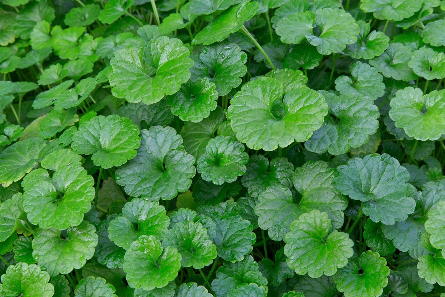 Gotu Kola - Healthy Herbs