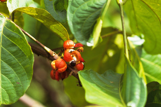 Guarana - Healthy Herbs