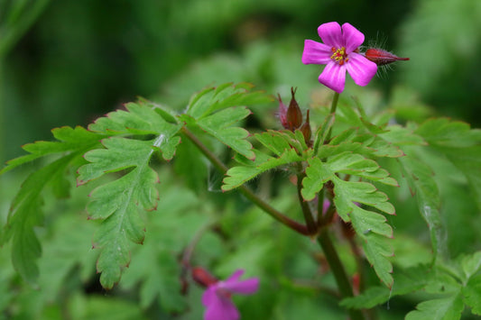 Herb Robert - Healthy Herbs