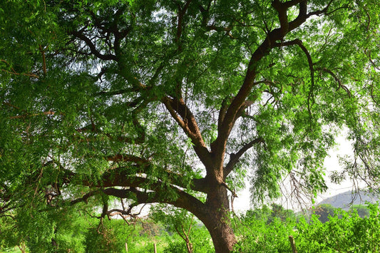 Neem Tree - Healthy Herbs