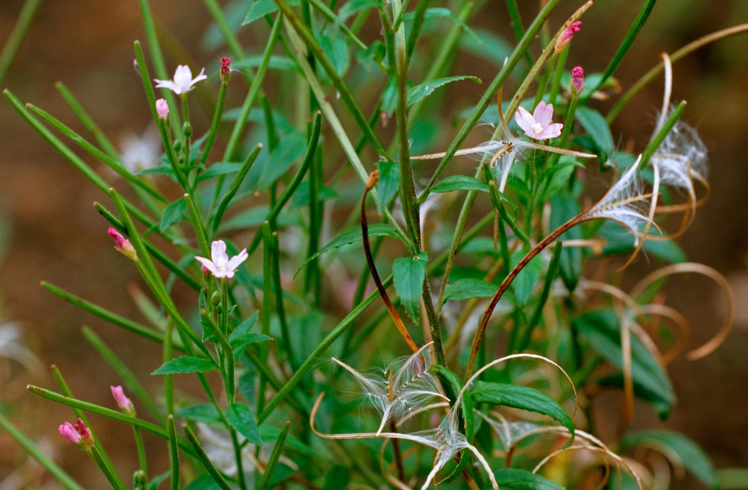 Small Flowered Willow Herb - Healthy Herbs