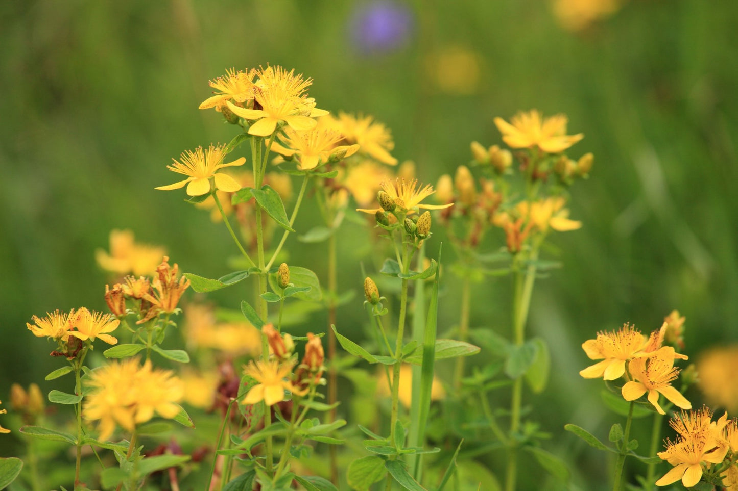 St John's Wort - Healthy Herbs