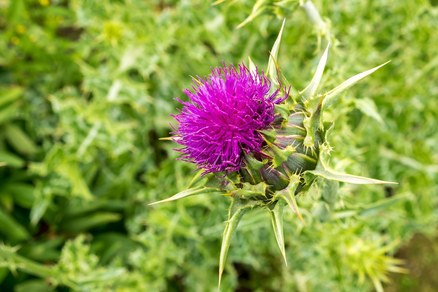 St. Mary's thistle / Milk Thistle - Healthy Herbs