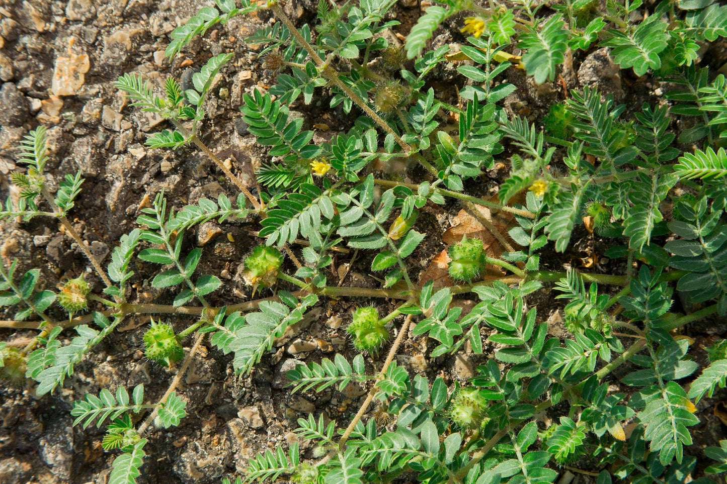 Tribulus - Healthy Herbs