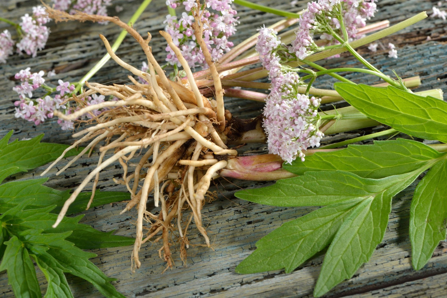 Valerian Root - Healthy Herbs